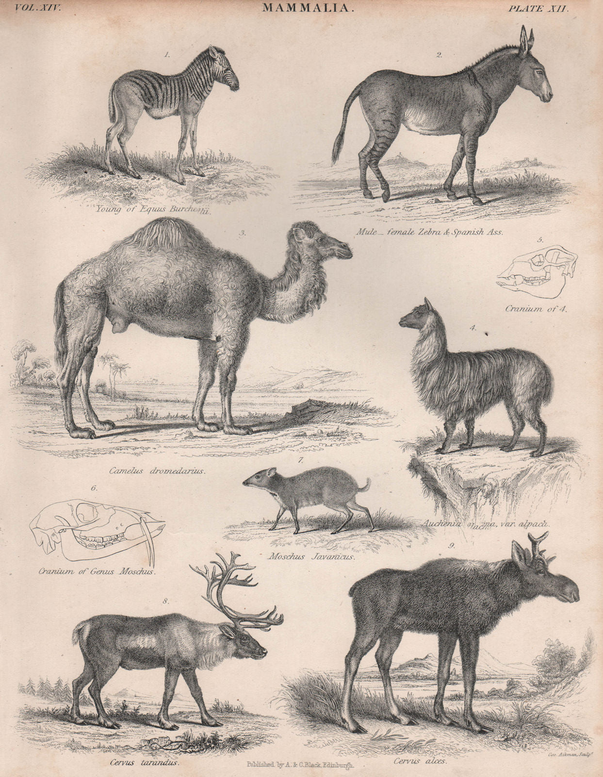 Burchell Zebra Mule 1-hump Camel Alpaca Java mouse-deer Reindeer Moose 1860